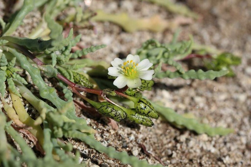 Cistanthe celedoniana photo 8