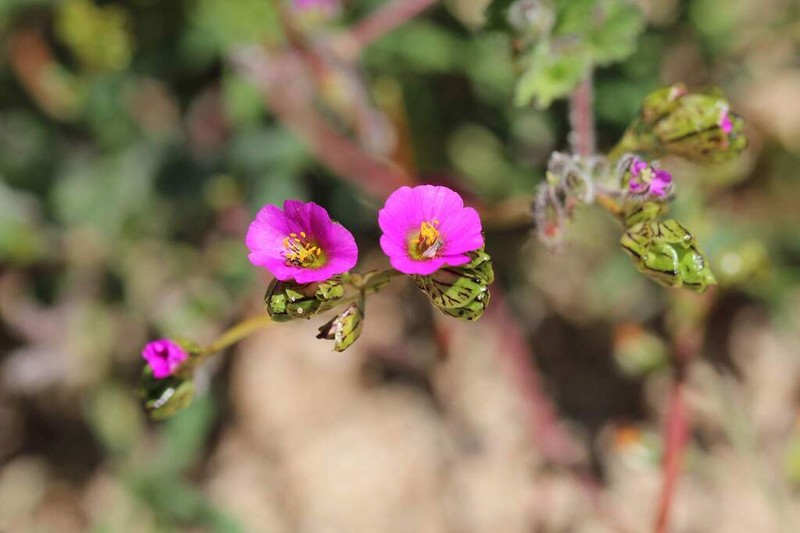Cistanthe chamissoi
