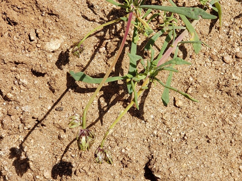 Cistanthe chamissoi photo 2