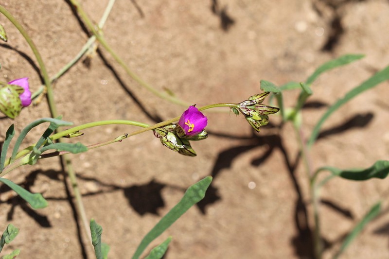 Cistanthe chamissoi photo 3