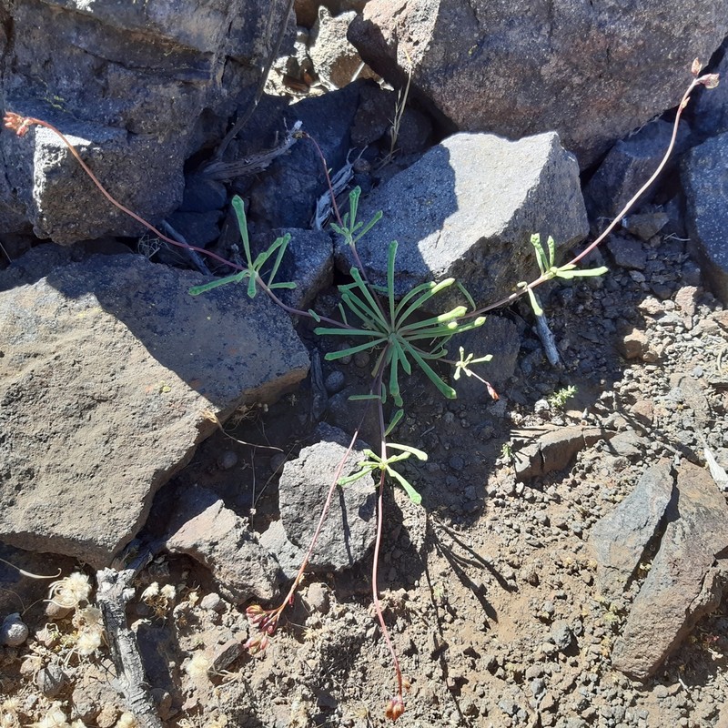 Cistanthe chamissoi photo 5