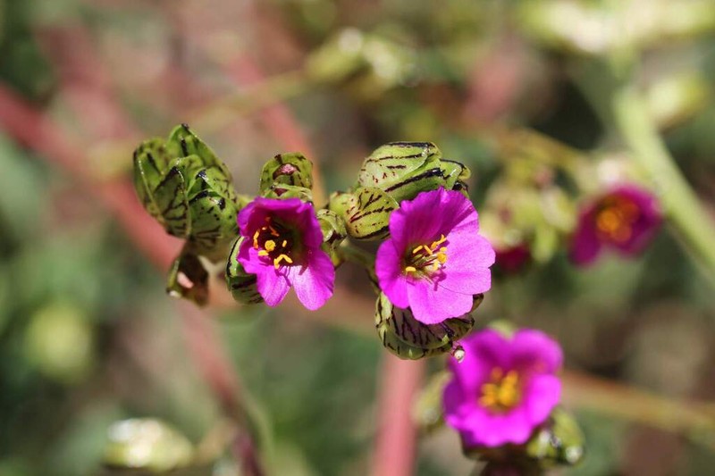 Cistanthe chamissoi photo 7