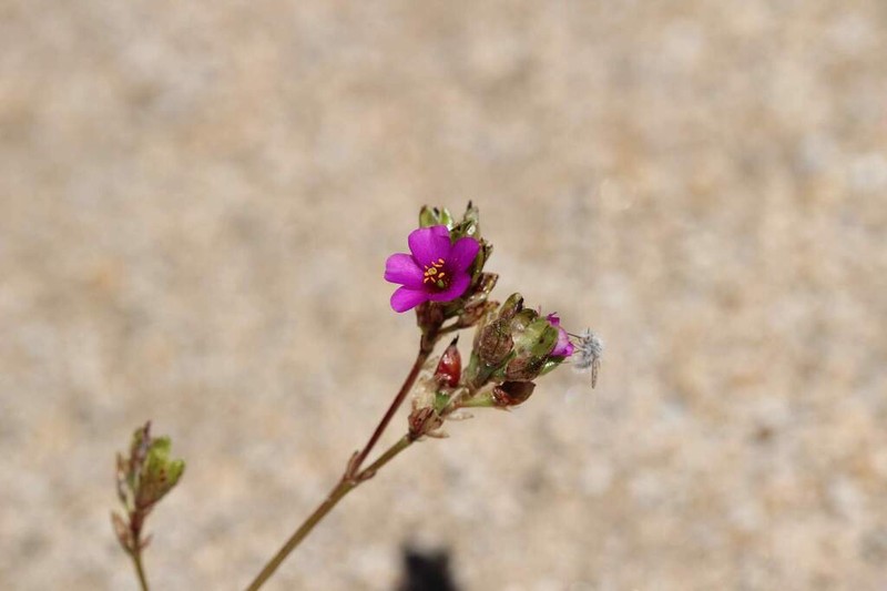 Cistanthe chamissoi photo 8