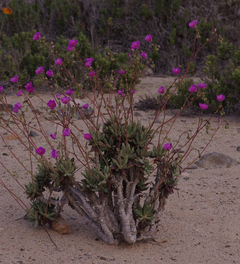 Cistanthe crassifolia