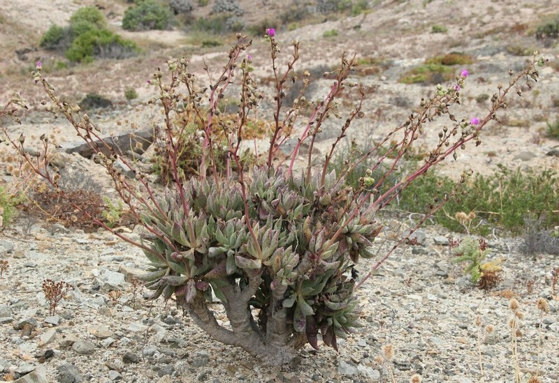 Cistanthe crassifolia photo 2