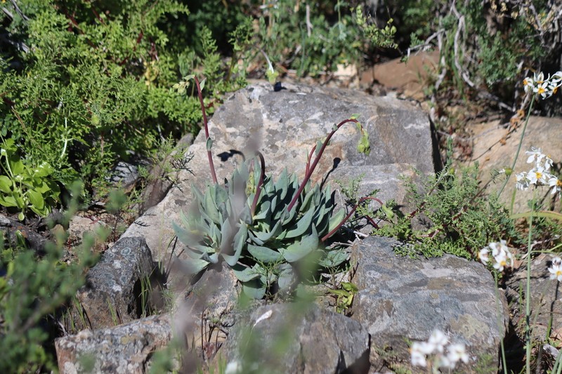 Cistanthe crassifolia photo 3