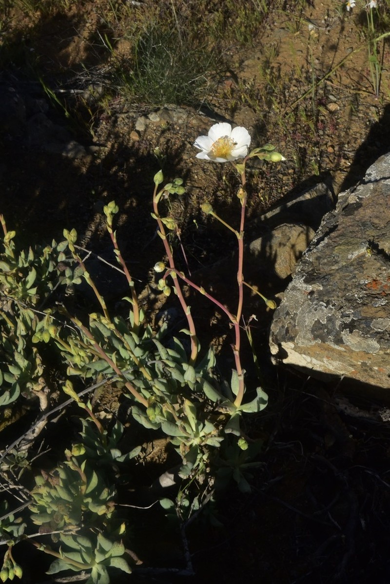 Cistanthe crassifolia photo 4