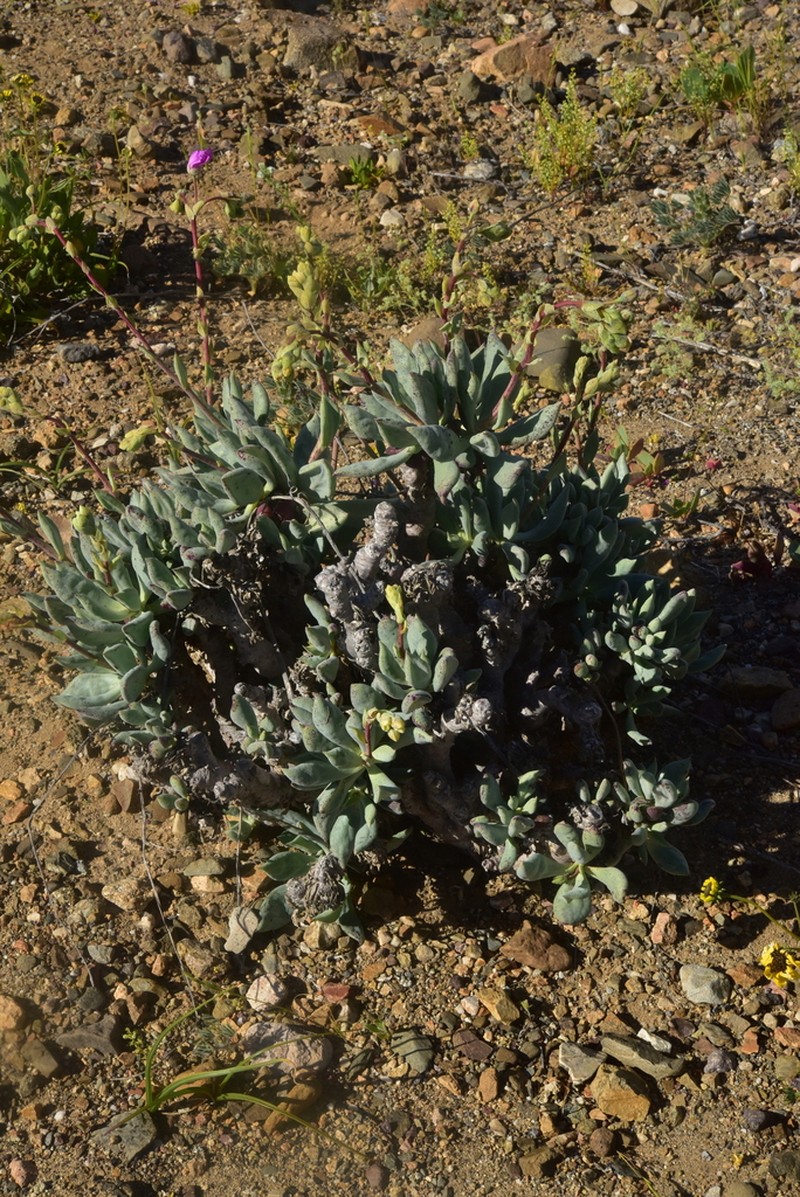 Cistanthe crassifolia photo 5