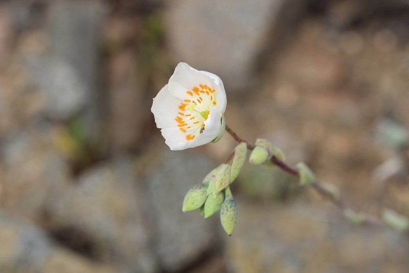Cistanthe crassifolia photo 6