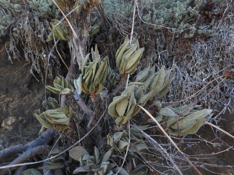 Cistanthe crassifolia photo 7