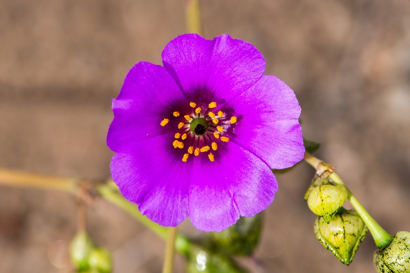 Cistanthe josetomasallendeana
