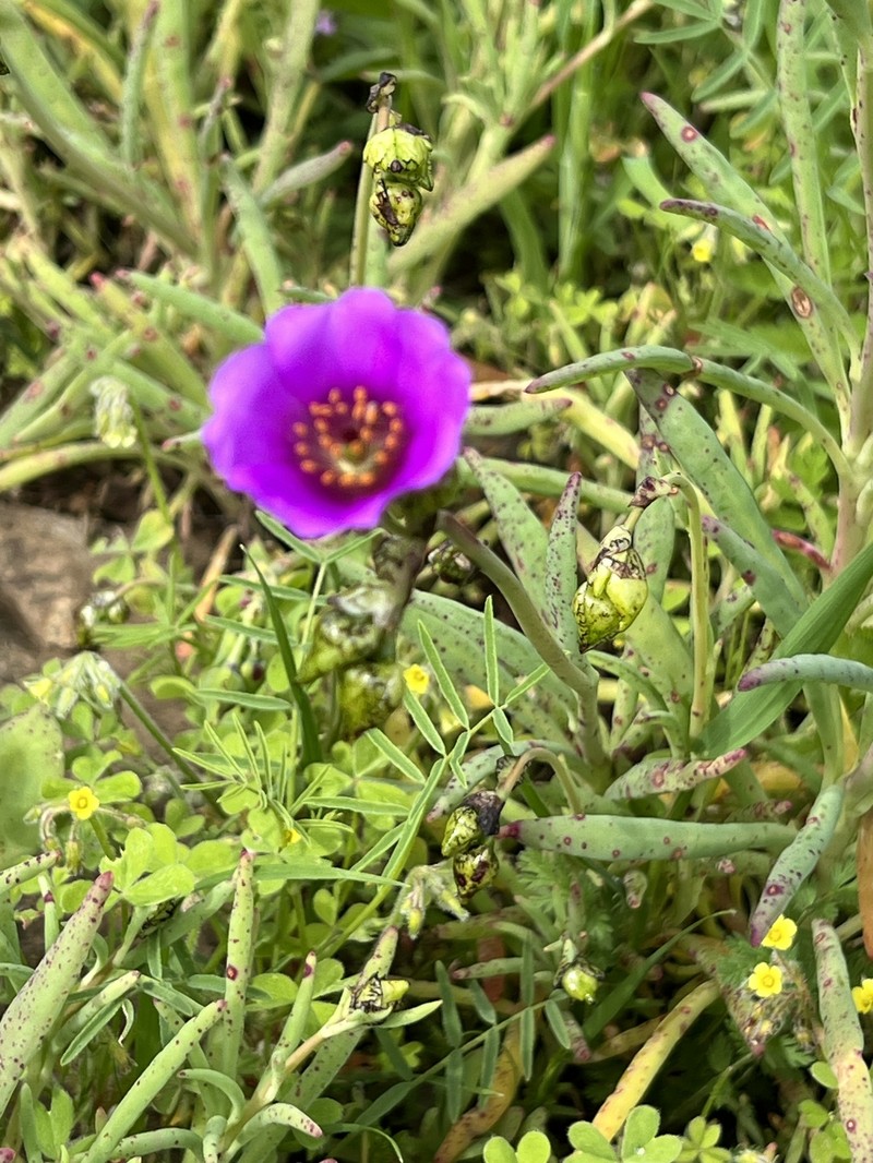 Cistanthe josetomasallendeana photo 3