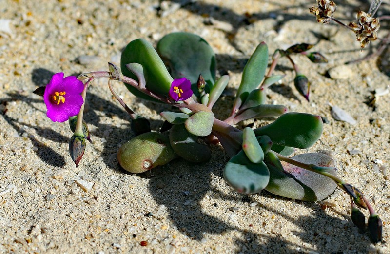 Seaside Pussypaws photo 3