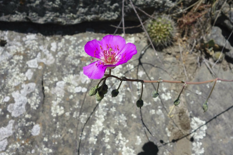 Cistanthe mucronulata