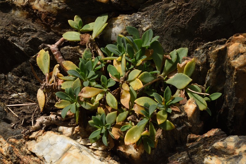 Cistanthe mucronulata photo 2