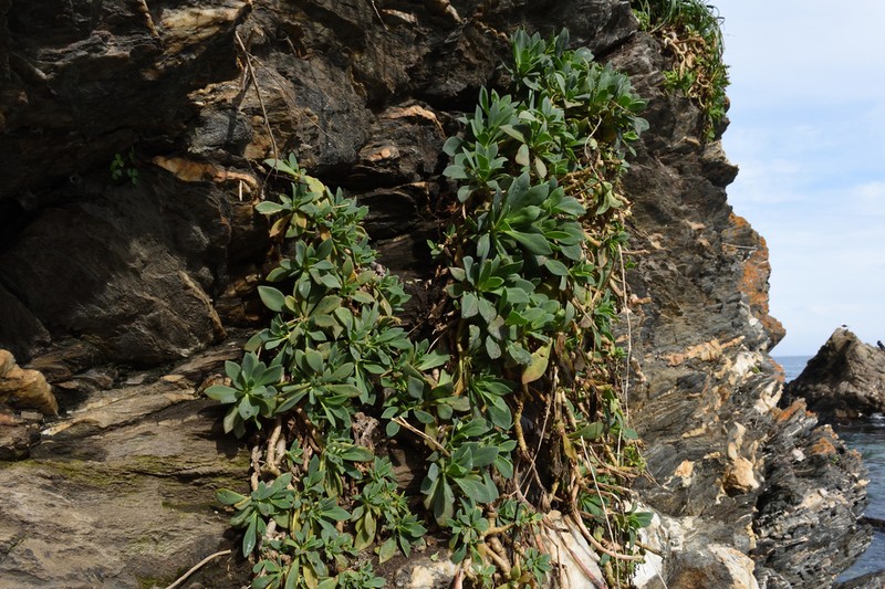 Cistanthe mucronulata photo 3