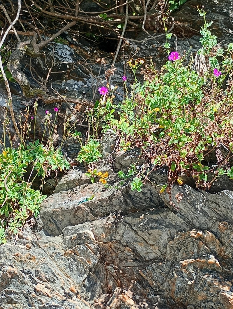 Cistanthe mucronulata photo 4