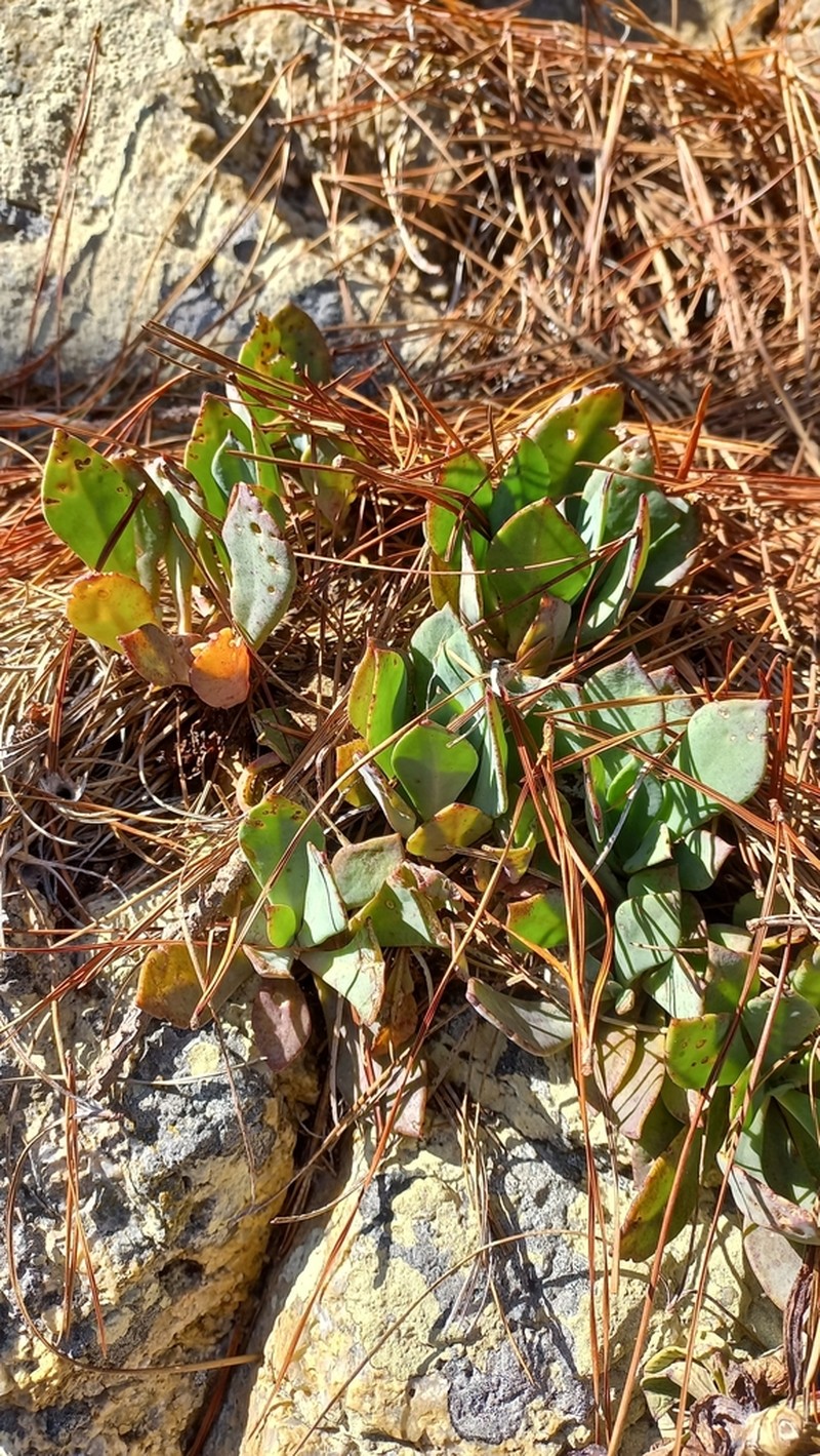 Cistanthe mucronulata photo 5