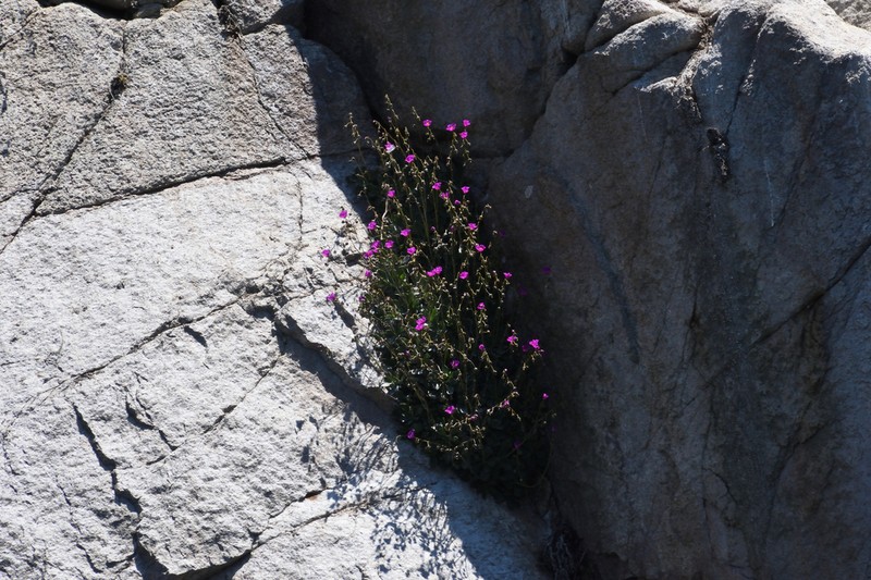 Cistanthe mucronulata photo 6