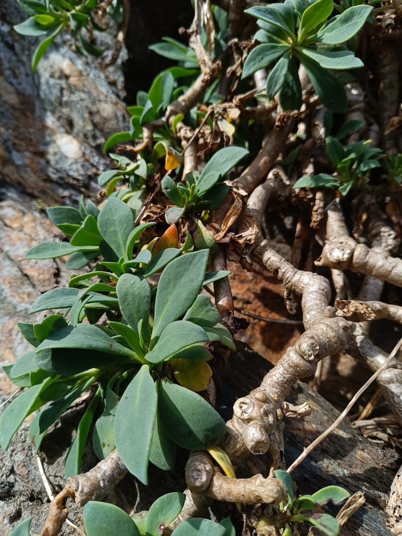 Cistanthe mucronulata photo 8