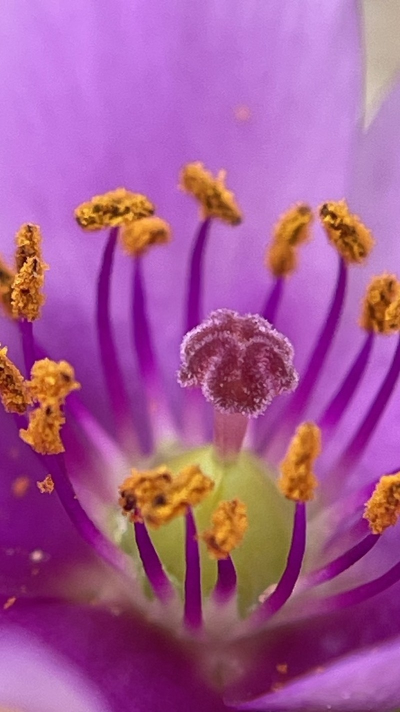 Cistanthe philhershkovitziana