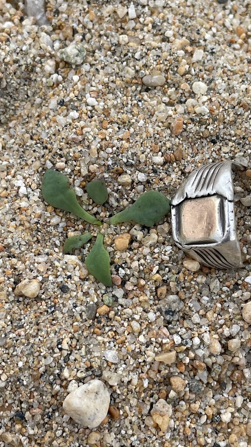 Cistanthe philhershkovitziana photo 2