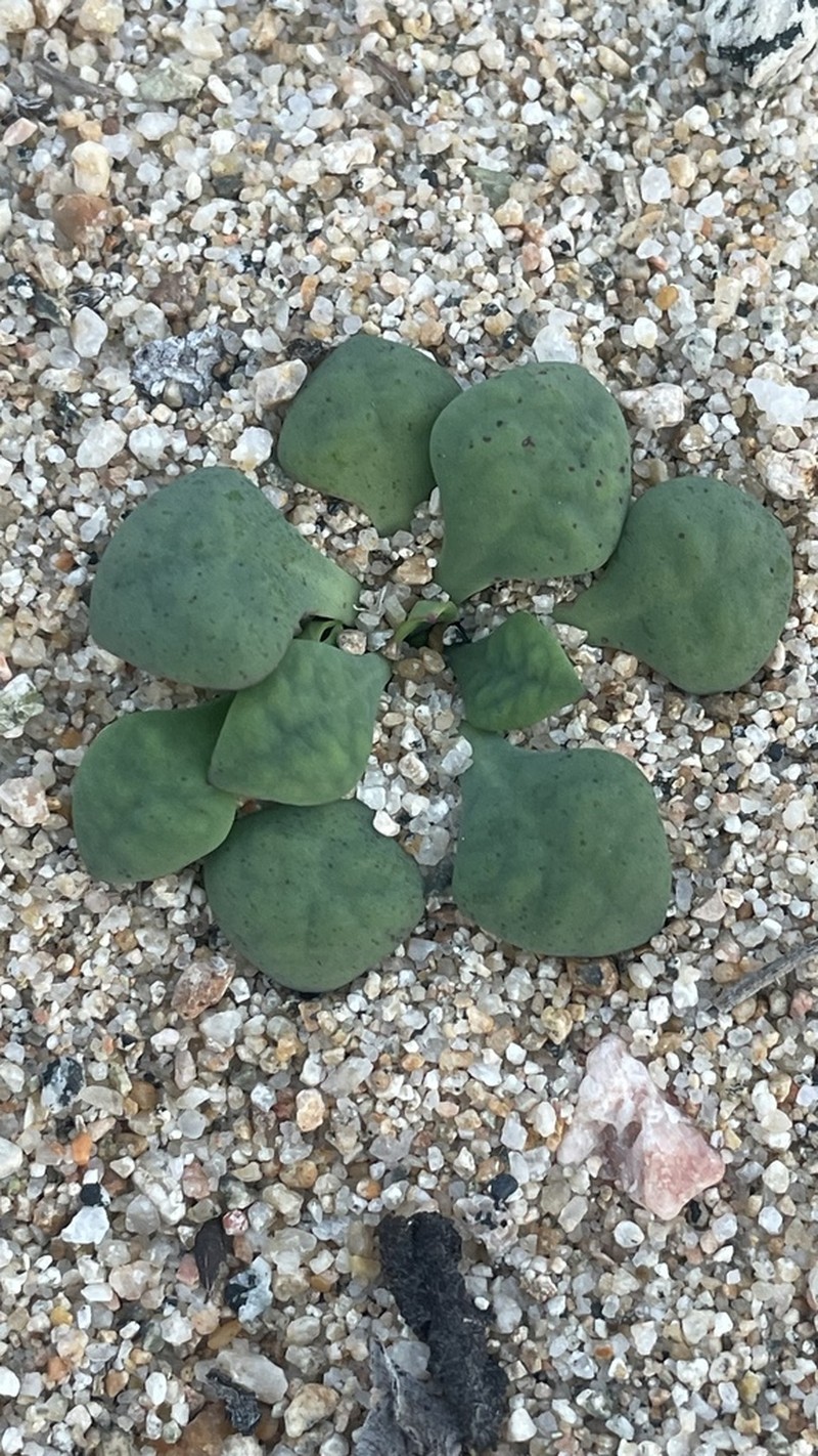 Cistanthe philhershkovitziana photo 3