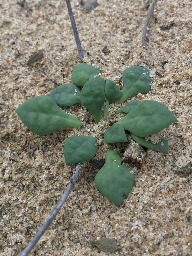 Cistanthe philhershkovitziana photo 5