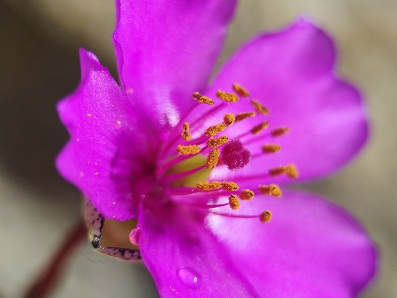 Cistanthe philhershkovitziana photo 7