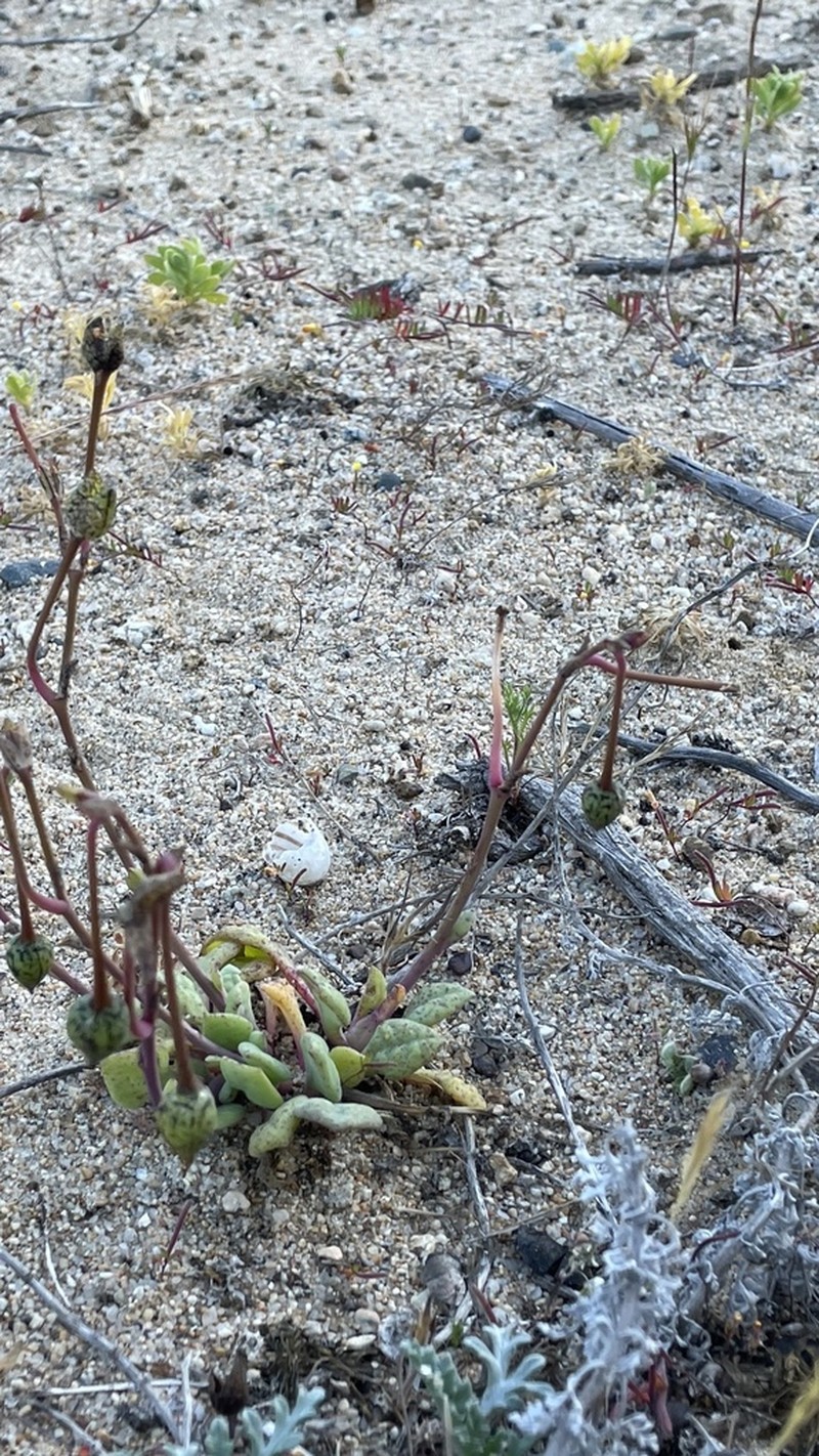 Cistanthe philhershkovitziana photo 8