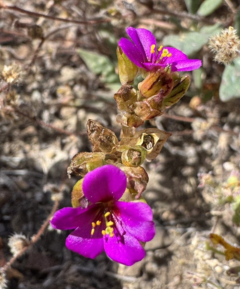 Cistanthe trigona