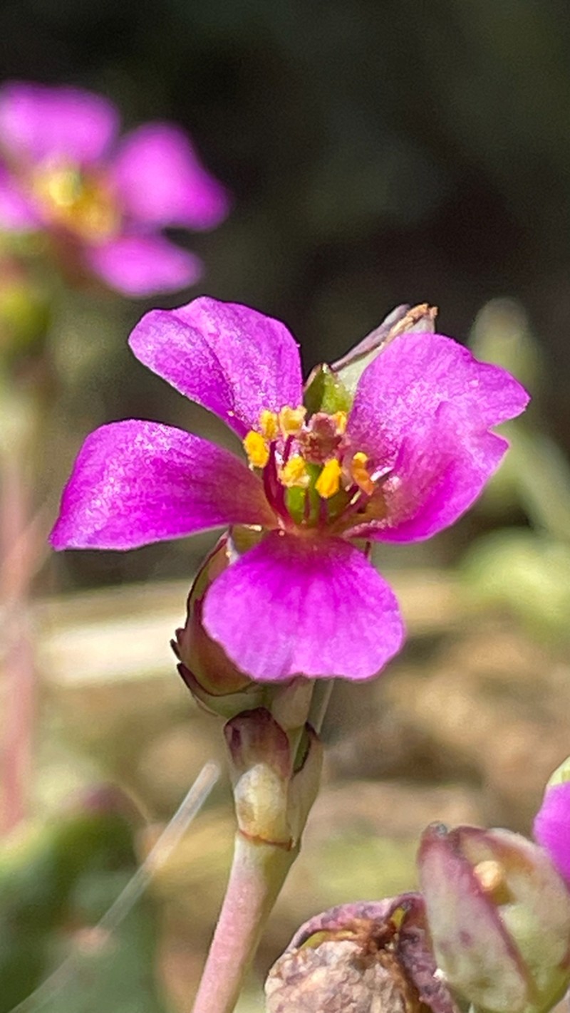 Cistanthe vicina photo 2