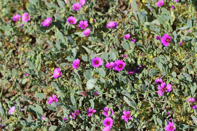 Cistanthe vicina photo 3