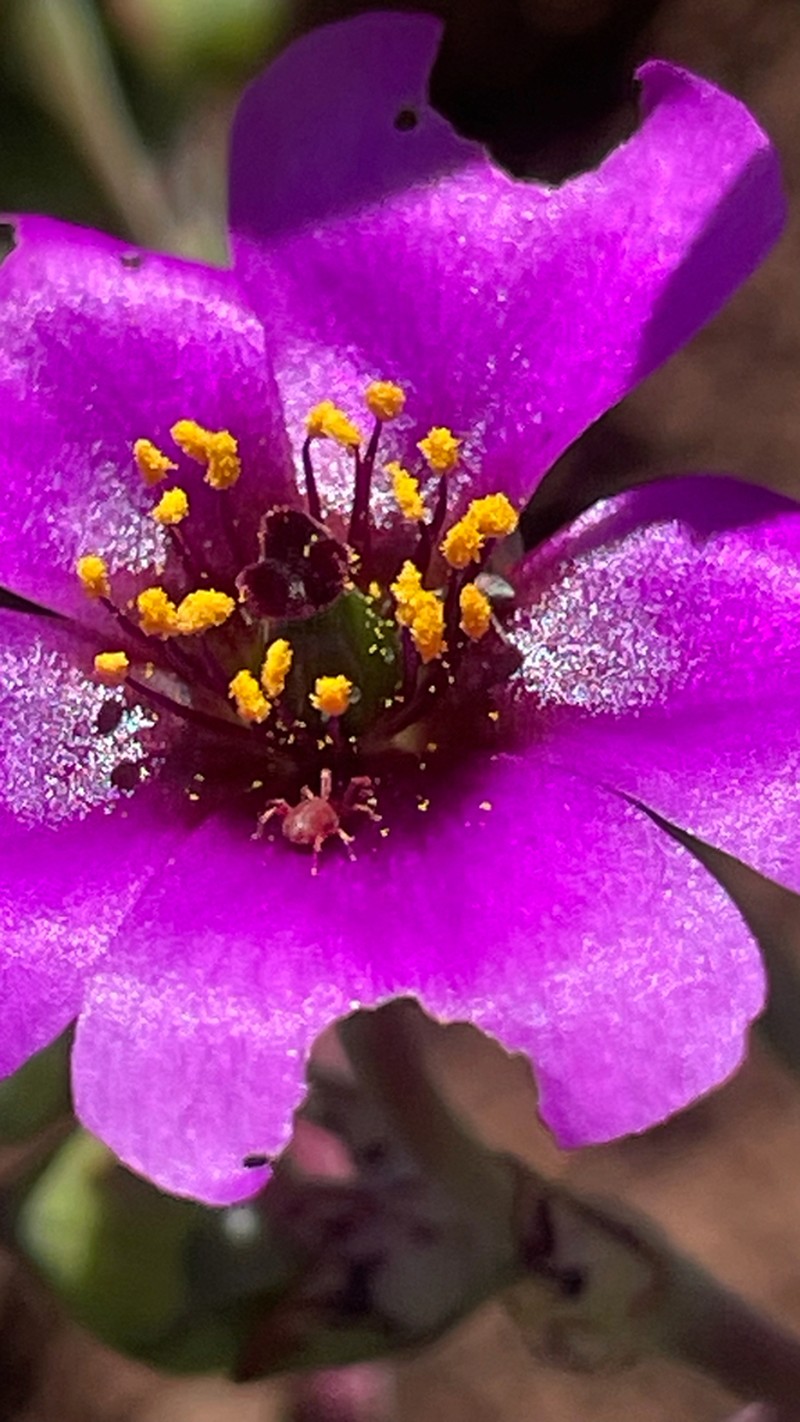 Cistanthe vicina photo 4