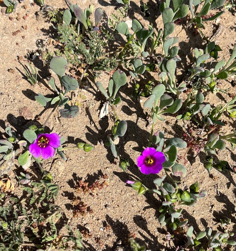 Cistanthe vicina photo 6