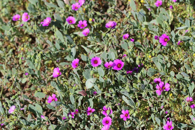 Cistanthe vicina photo 7