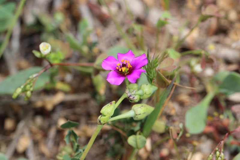 Cistanthe vicina photo 8
