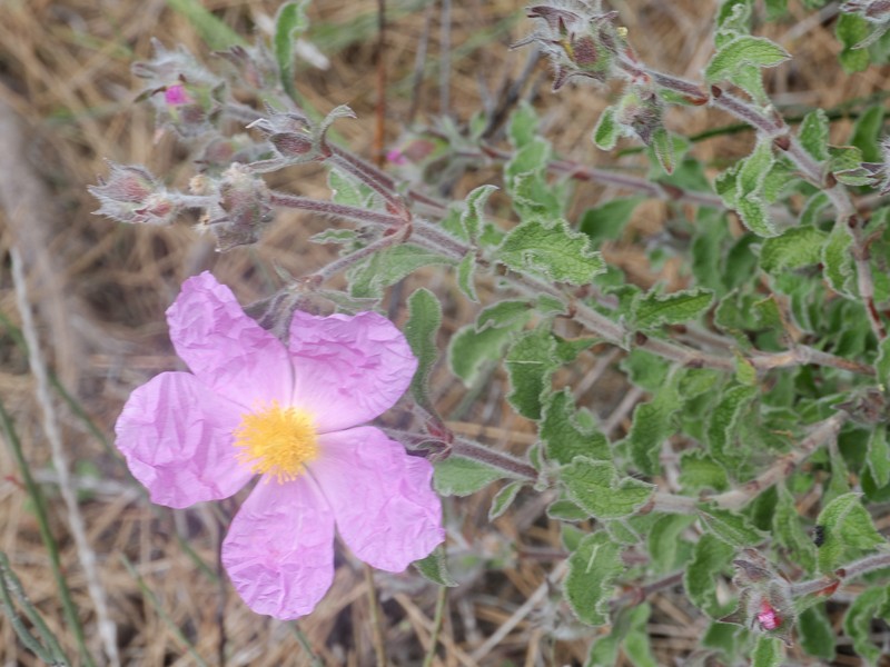 Cistus creticus subsp. creticus