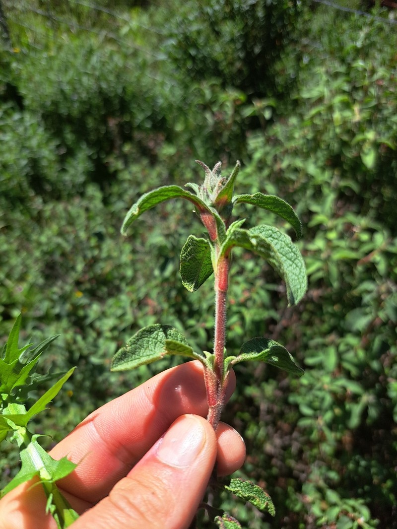 Cistus creticus subsp. creticus photo 2