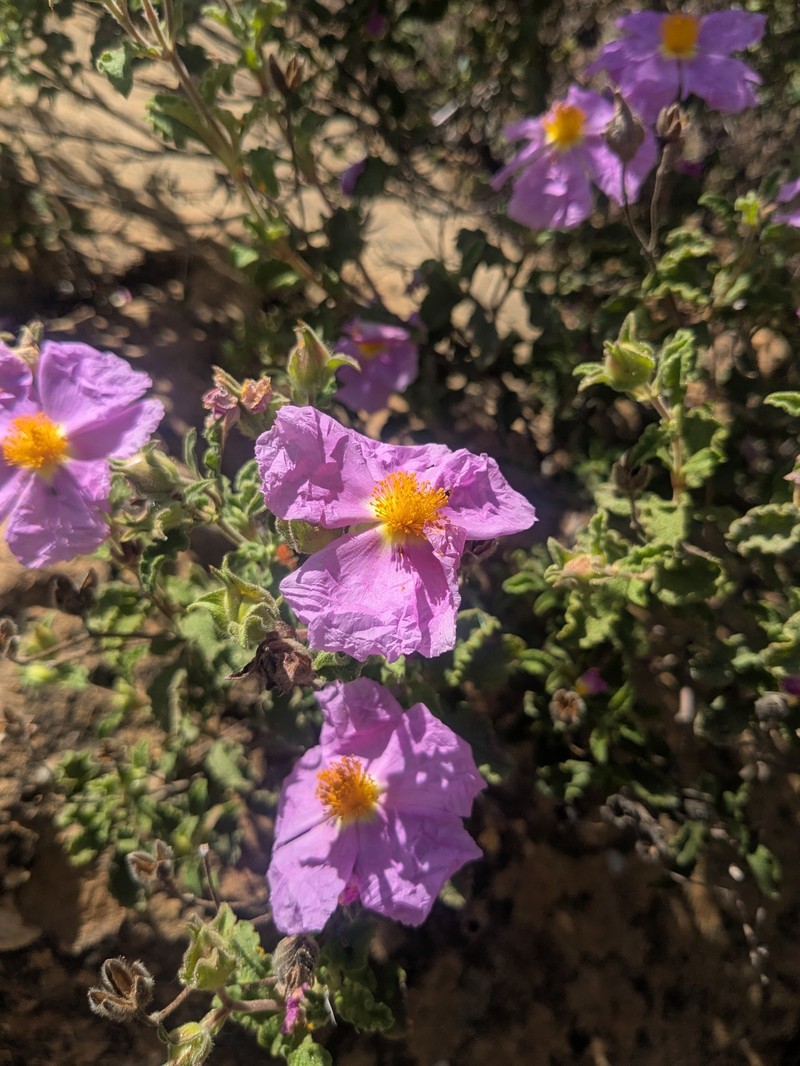 Cistus creticus subsp. creticus photo 3