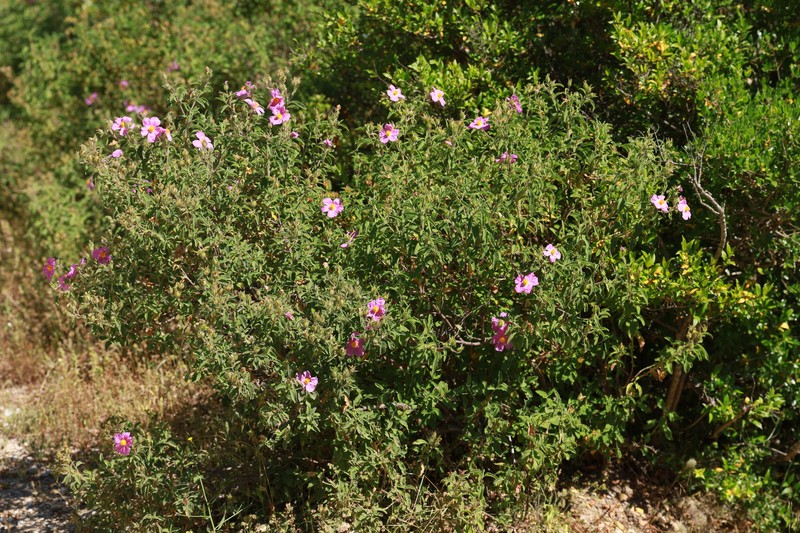 Cistus creticus subsp. creticus photo 4