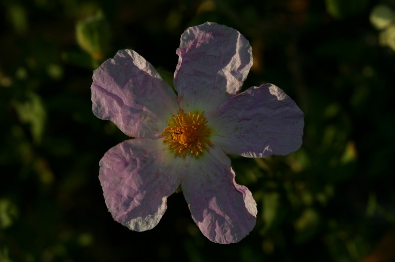 Cistus heterophyllus subsp. heterophyllus