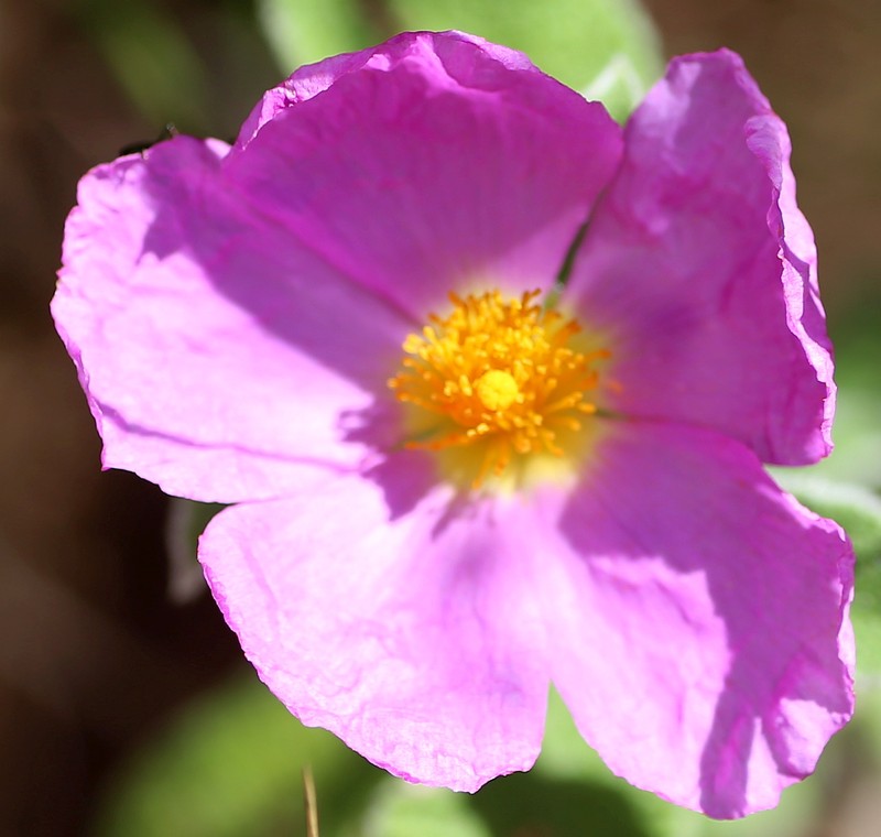 Hairy Rockrose photo 2