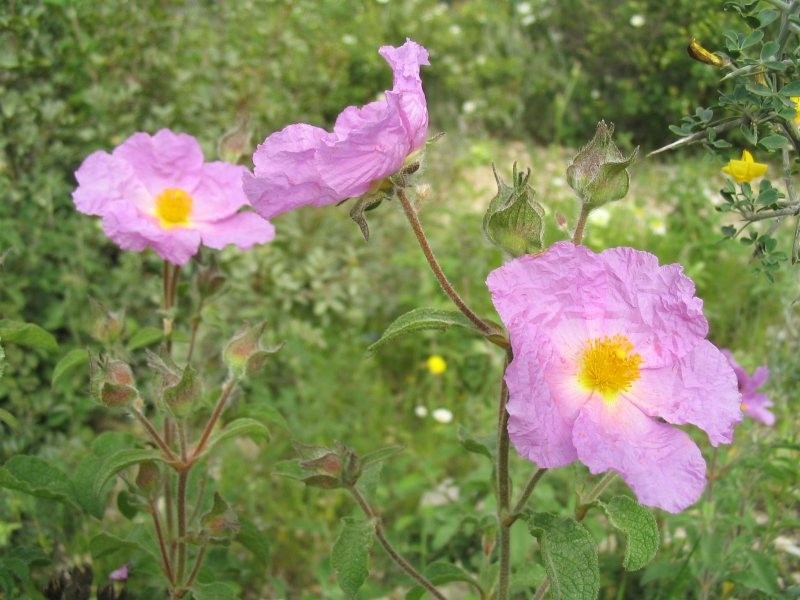Hairy Rockrose photo 3