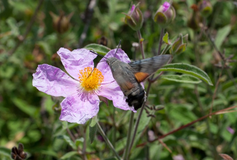 Hairy Rockrose photo 4