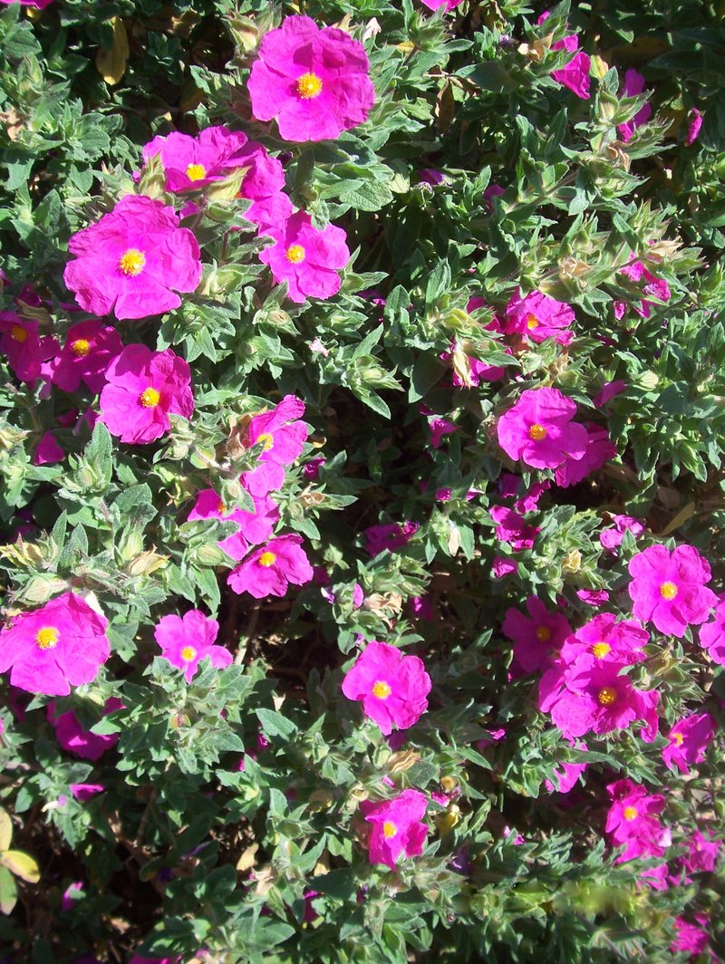 Hairy Rockrose photo 6