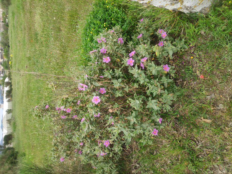 Hairy Rockrose photo 7