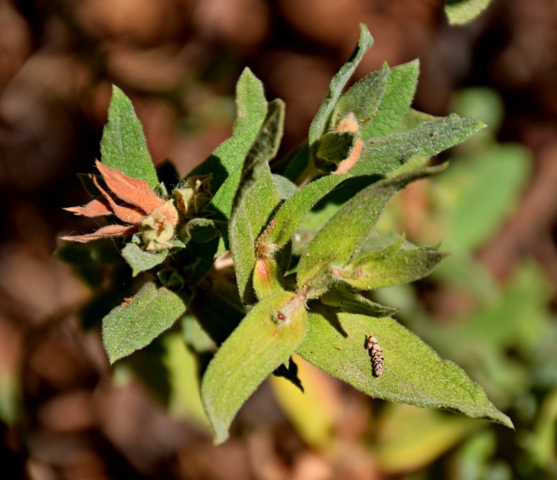 Hairy Rockrose photo 8