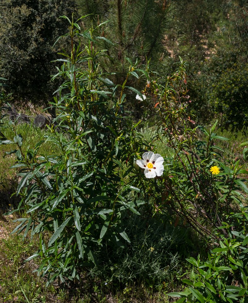 Common Gum Cistus photo 2