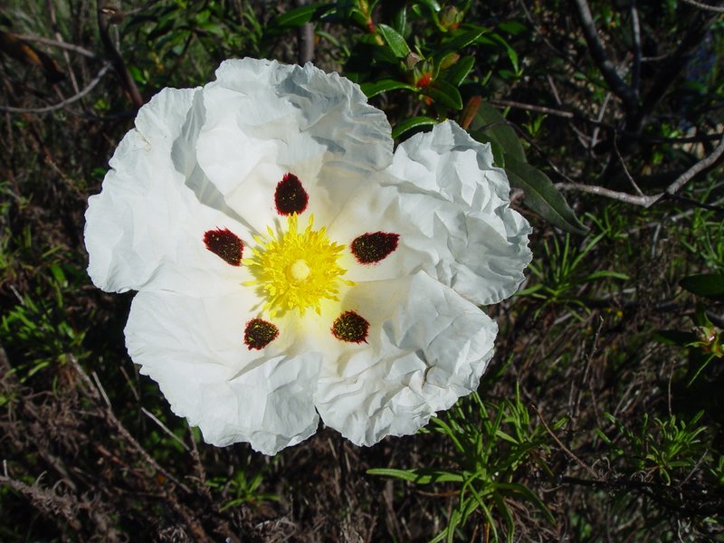 Common Gum Cistus photo 3
